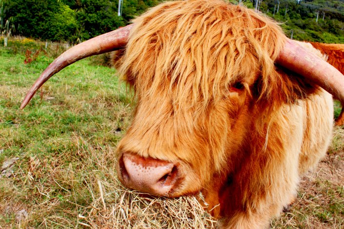 highland cattle new zealand